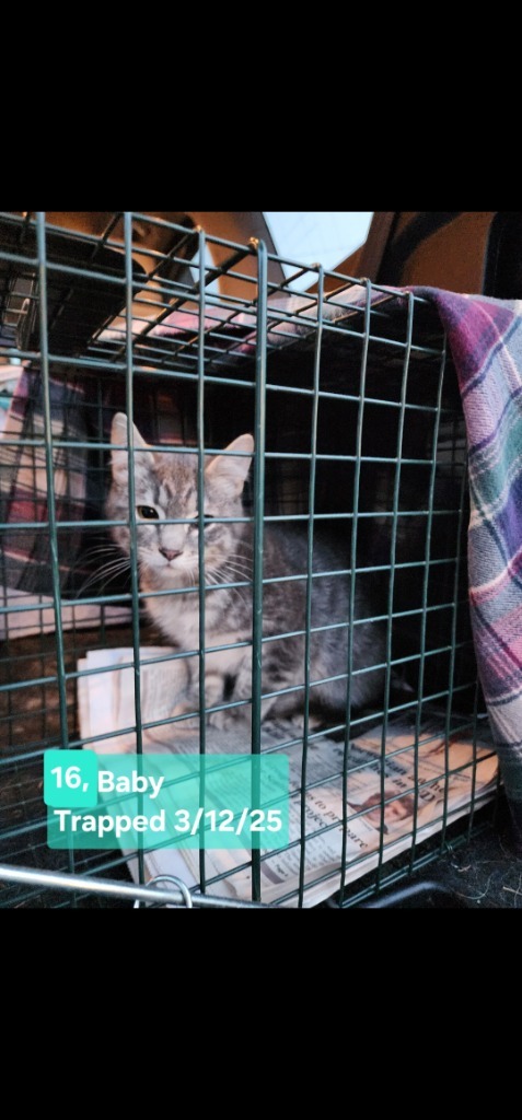 Baby (O16), an adoptable Domestic Short Hair in Minot, ND, 58701 | Photo Image 2