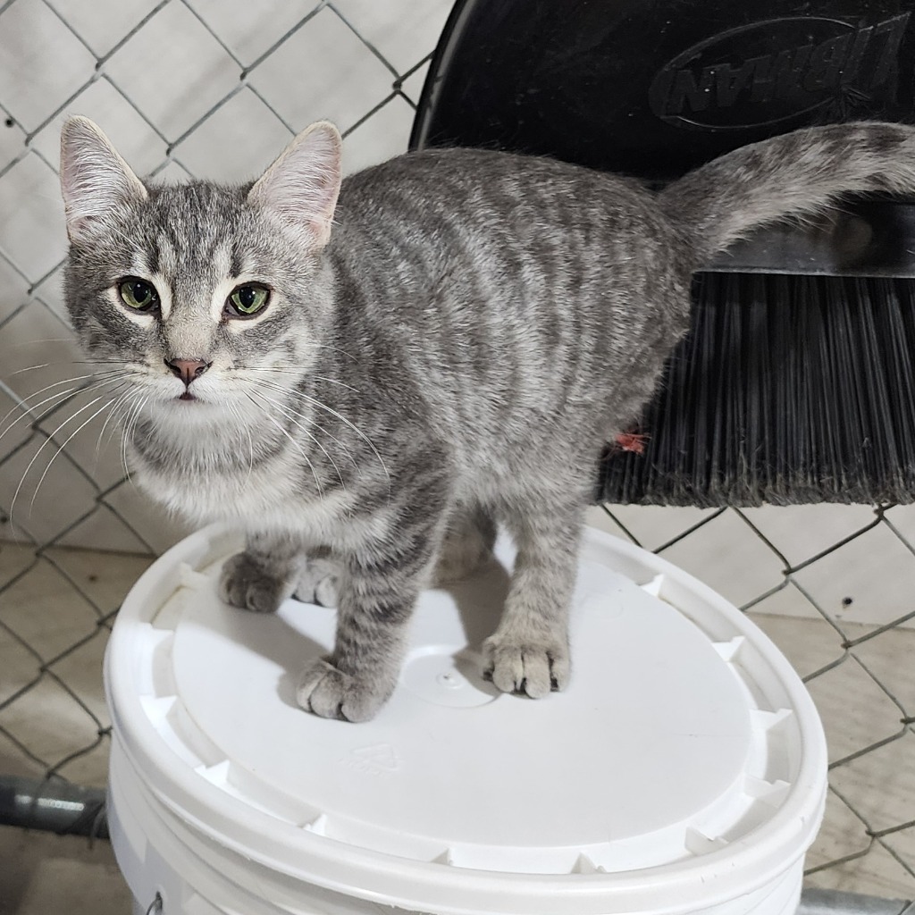 Baby (O16), an adoptable Domestic Short Hair in Minot, ND, 58701 | Photo Image 3