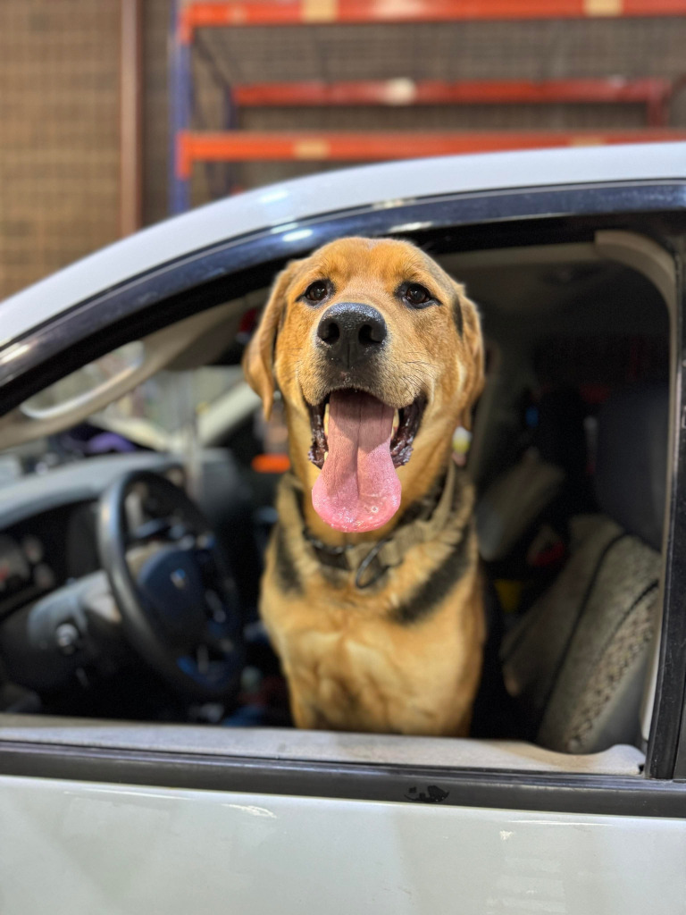 Cleatus, an adoptable Labrador Retriever in Calgary, AB, T3S 0C5 | Photo Image 1
