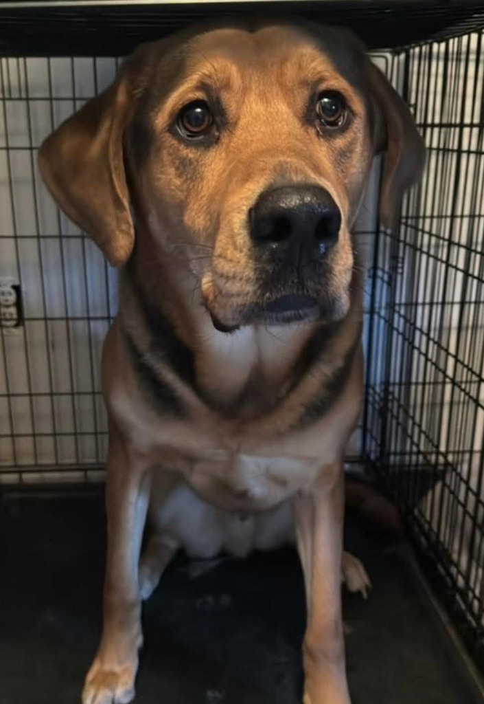 Cleatus, an adoptable Labrador Retriever in Calgary, AB, T3S 0C5 | Photo Image 2