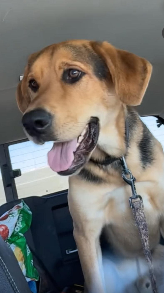 Cleatus, an adoptable Labrador Retriever in Calgary, AB, T3S 0C5 | Photo Image 3