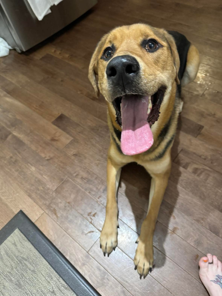 Cleatus, an adoptable Labrador Retriever in Calgary, AB, T3S 0C5 | Photo Image 4