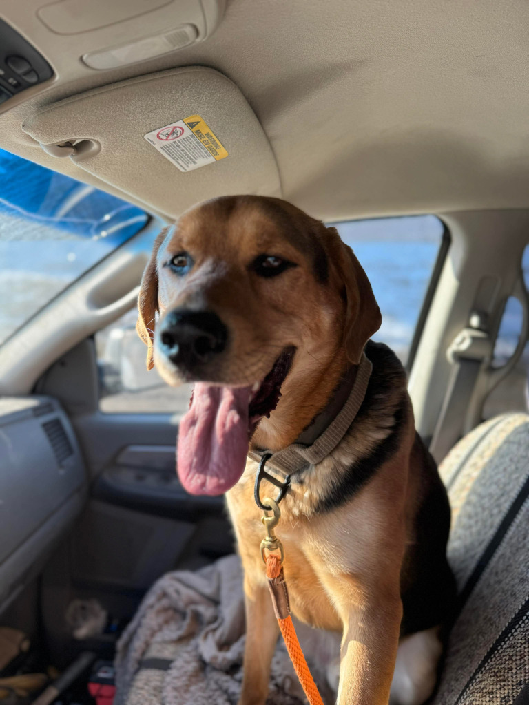 Cleatus, an adoptable Labrador Retriever in Calgary, AB, T3S 0C5 | Photo Image 5