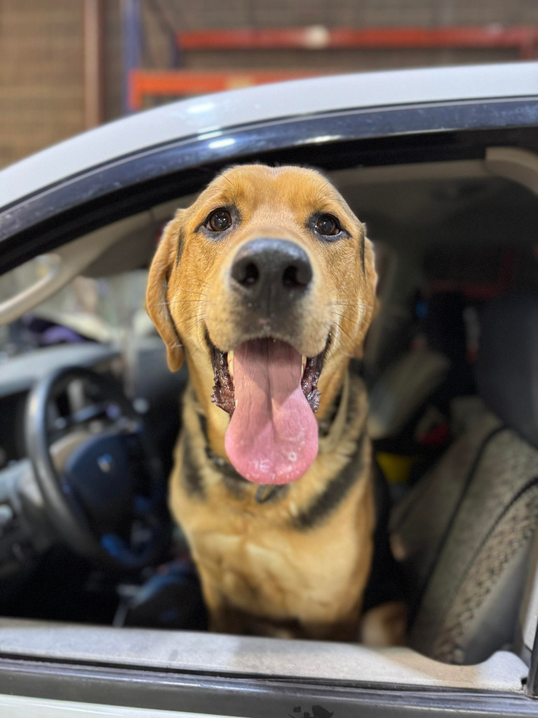 Cleatus, an adoptable Labrador Retriever in Calgary, AB, T3S 0C5 | Photo Image 6