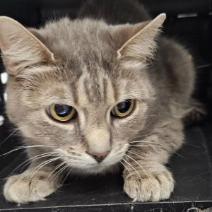 Alice, Senior Female unknown