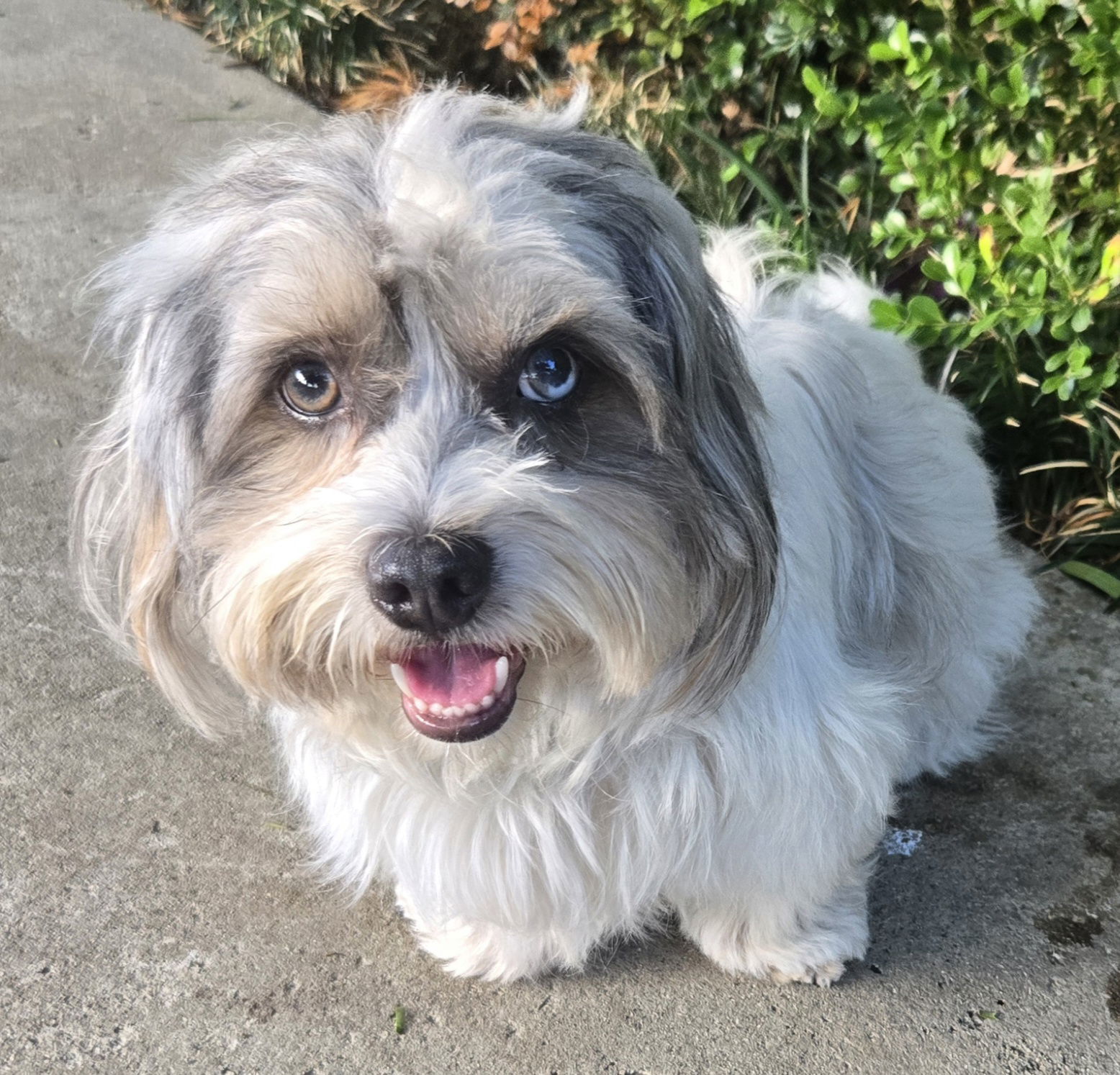 Rocky, an adoptable Havanese, Poodle in Los Angeles, CA, 90066 | Photo Image 1