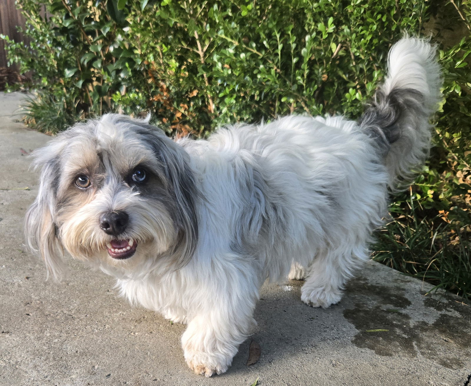 Rocky, an adoptable Havanese, Poodle in Los Angeles, CA, 90066 | Photo Image 2