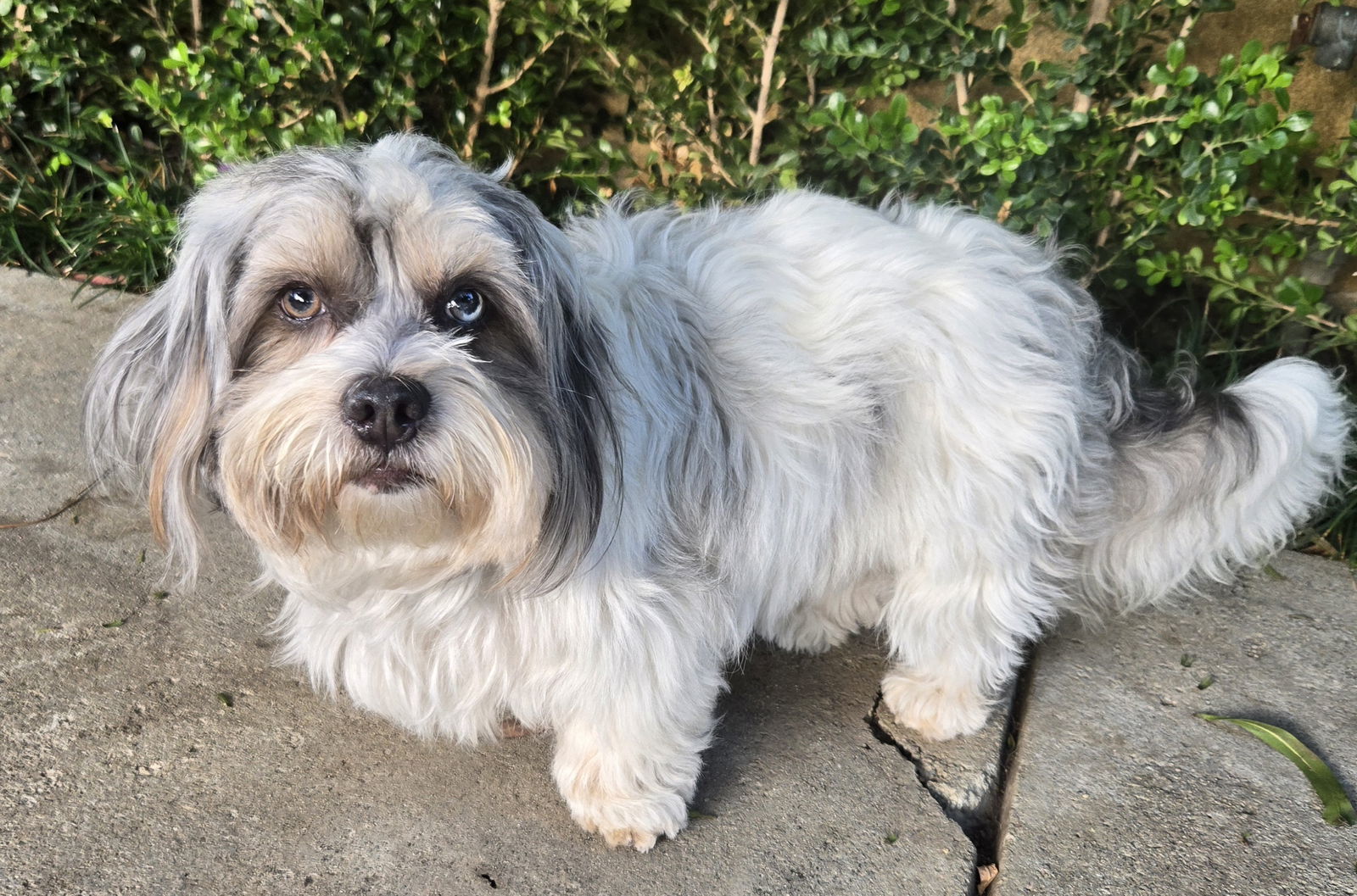 Rocky, an adoptable Havanese, Poodle in Los Angeles, CA, 90066 | Photo Image 3