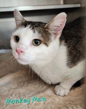 Monkey Man, Adult Male Domestic Short Hair