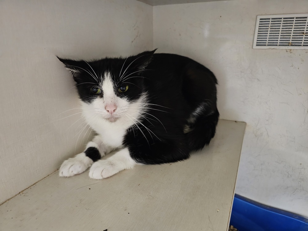 Lapsy, an adoptable Domestic Short Hair in Bossier City, LA, 71111 | Photo Image 1