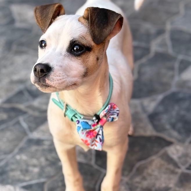 Gina