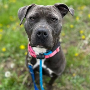 Meeko, Adult Female unknown