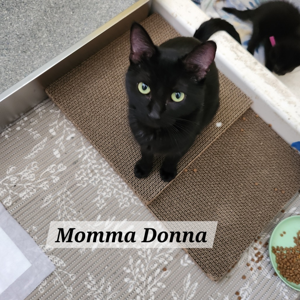 Donna