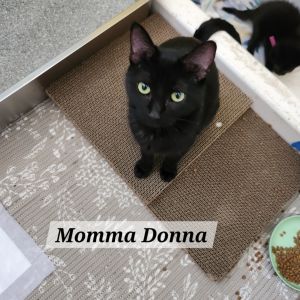 Donna, Adult Female Domestic Short Hair