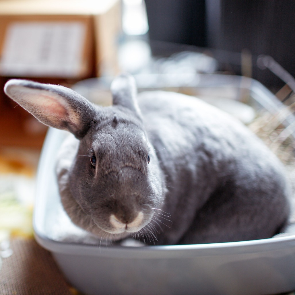 Bun bun