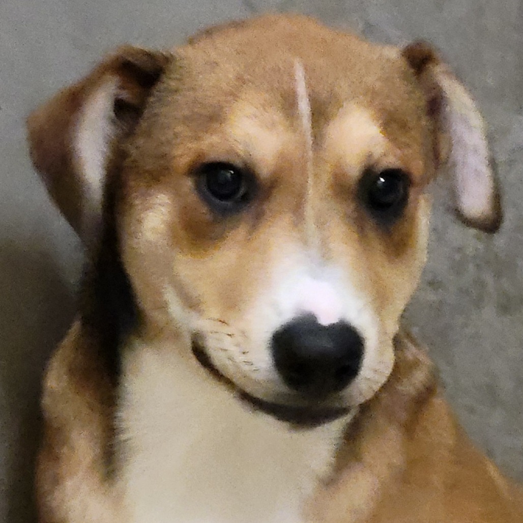 Adele, an adoptable Mixed Breed in Las Cruces, NM, 88012 | Photo Image 1