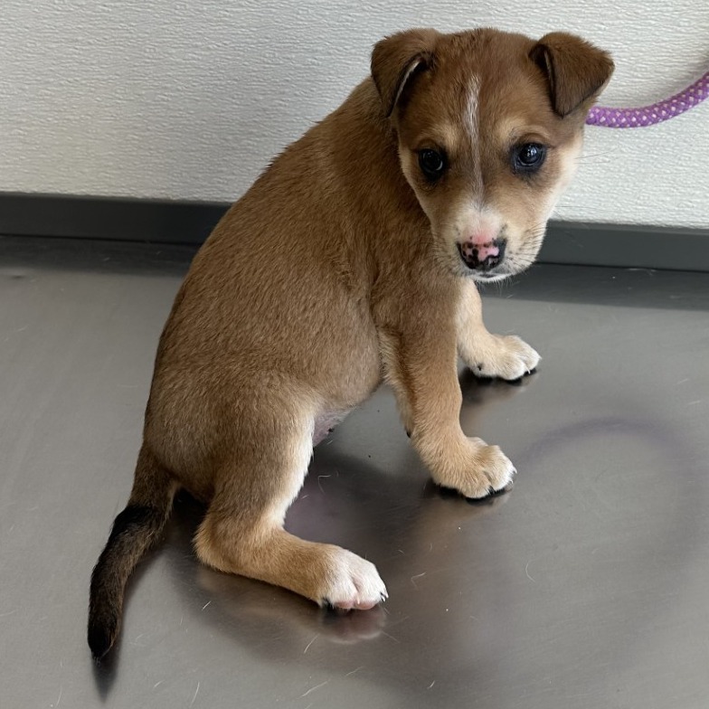 Adele, an adoptable Mixed Breed in Las Cruces, NM, 88012 | Photo Image 2