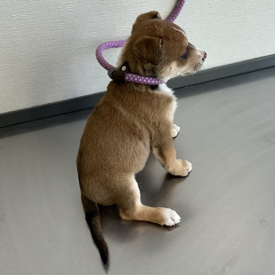 Adele, an adoptable Mixed Breed in Las Cruces, NM, 88012 | Photo Image 4