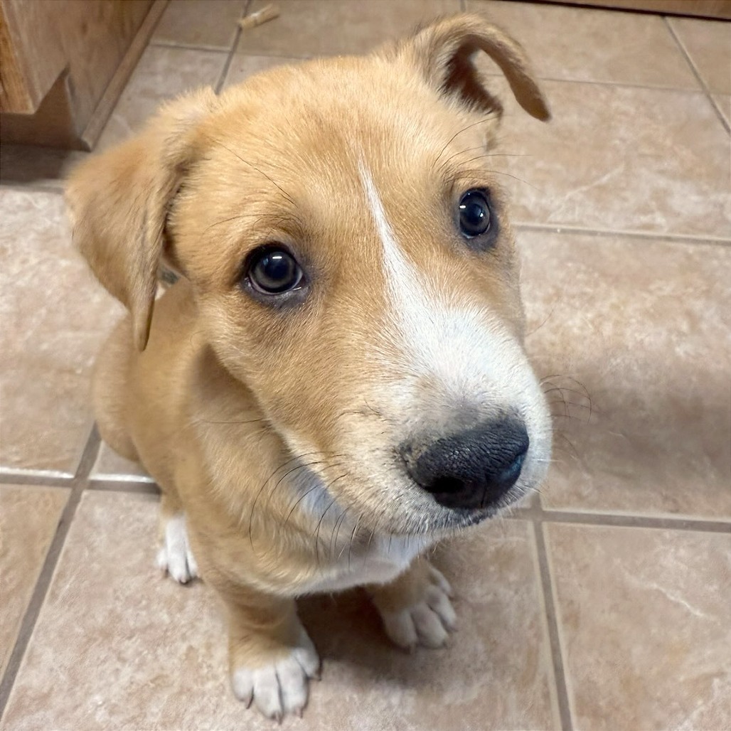 Forest, an adoptable Mixed Breed in Las Cruces, NM, 88012 | Photo Image 1