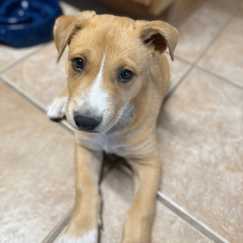 Forest, an adoptable Mixed Breed in Las Cruces, NM, 88012 | Photo Image 2