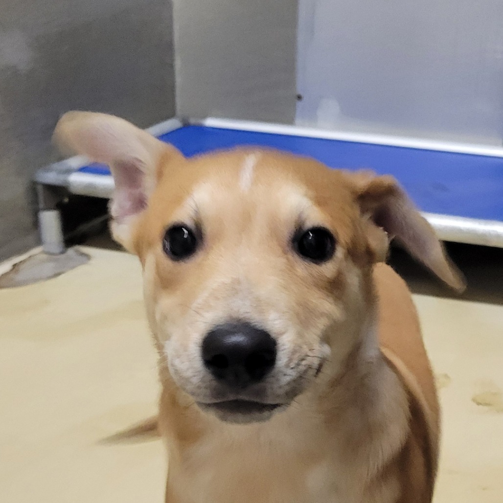 Gunther, an adoptable Mixed Breed in Las Cruces, NM, 88012 | Photo Image 1