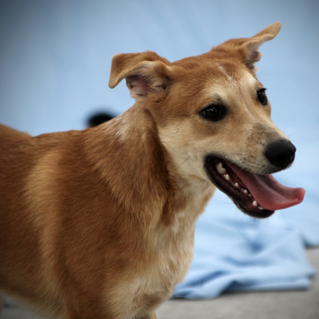 Gunther, an adoptable Mixed Breed in Las Cruces, NM, 88012 | Photo Image 1