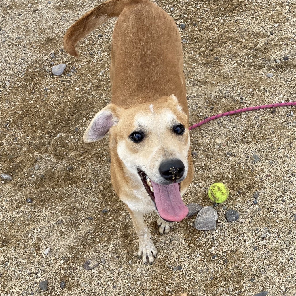 Gunther, an adoptable Mixed Breed in Las Cruces, NM, 88012 | Photo Image 1