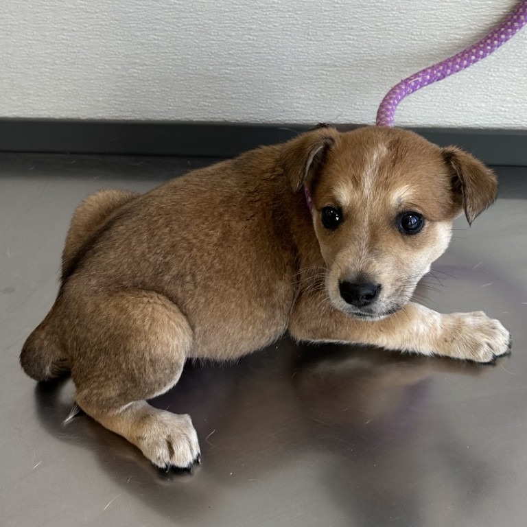 Gunther, an adoptable Mixed Breed in Las Cruces, NM, 88012 | Photo Image 2