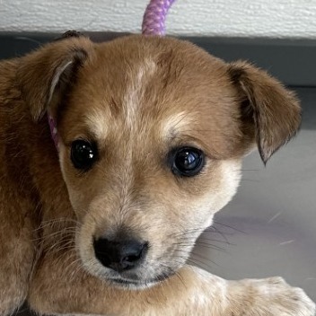 Gunther, an adoptable Mixed Breed in Las Cruces, NM, 88012 | Photo Image 3