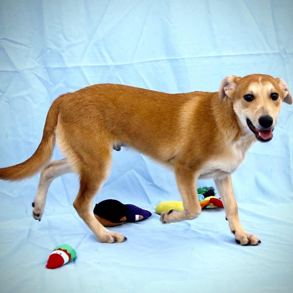 Gunther, an adoptable Mixed Breed in Las Cruces, NM, 88012 | Photo Image 3
