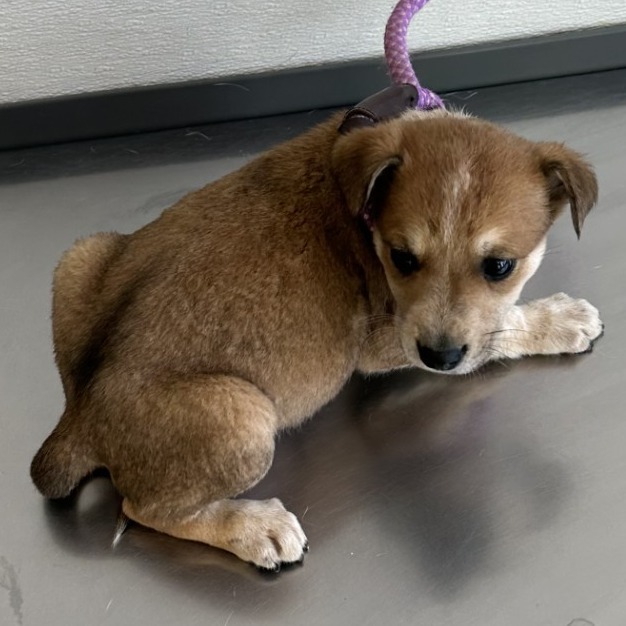 Gunther, an adoptable Mixed Breed in Las Cruces, NM, 88012 | Photo Image 4