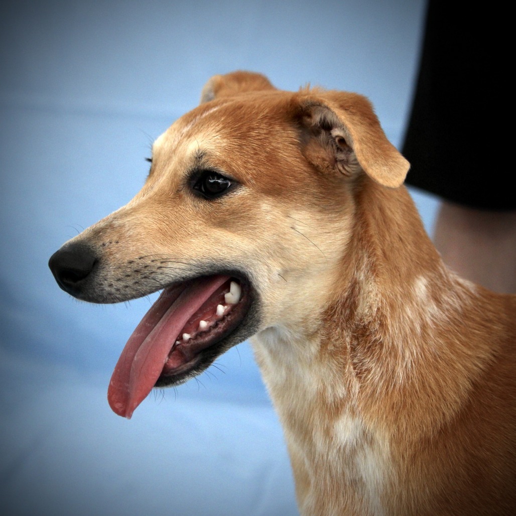 Gunther, an adoptable Mixed Breed in Las Cruces, NM, 88012 | Photo Image 4