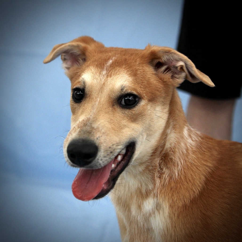 Gunther, an adoptable Mixed Breed in Las Cruces, NM, 88012 | Photo Image 5