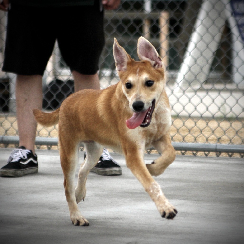 Gunther, an adoptable Mixed Breed in Las Cruces, NM, 88012 | Photo Image 6