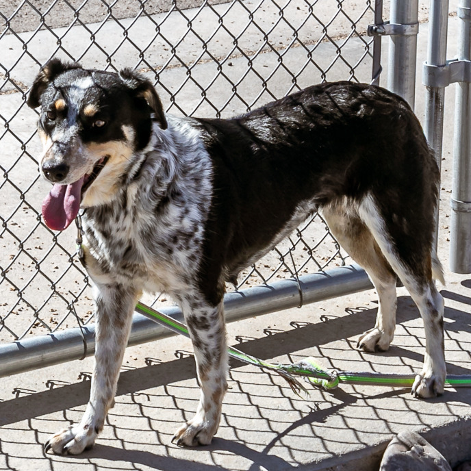 Evie, an adoptable Mixed Breed in Las Cruces, NM, 88012 | Photo Image 3