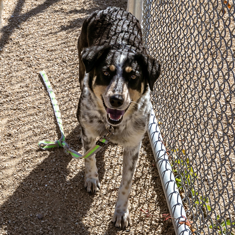 Evie, an adoptable Mixed Breed in Las Cruces, NM, 88012 | Photo Image 4