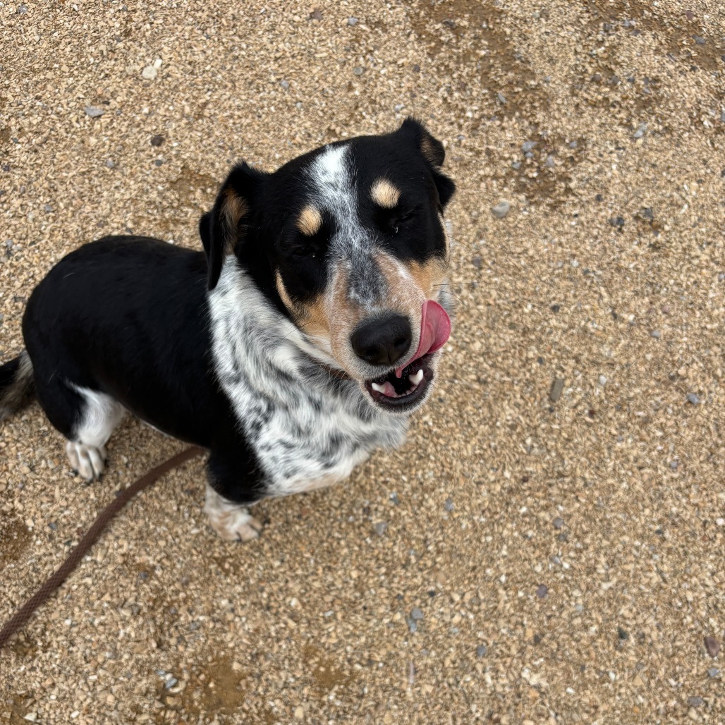 Evie, an adoptable Mixed Breed in Las Cruces, NM, 88012 | Photo Image 5
