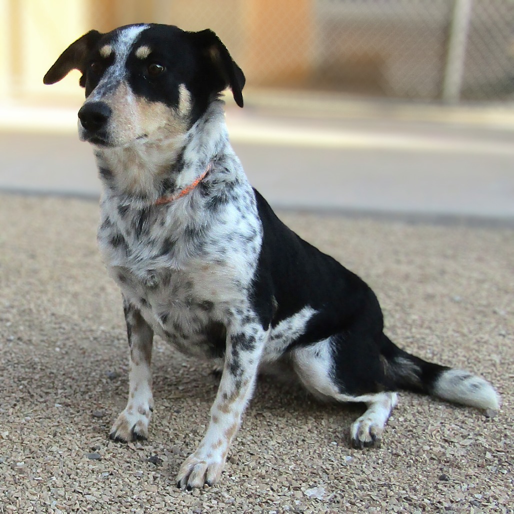 Evie, an adoptable Mixed Breed in Las Cruces, NM, 88012 | Photo Image 6