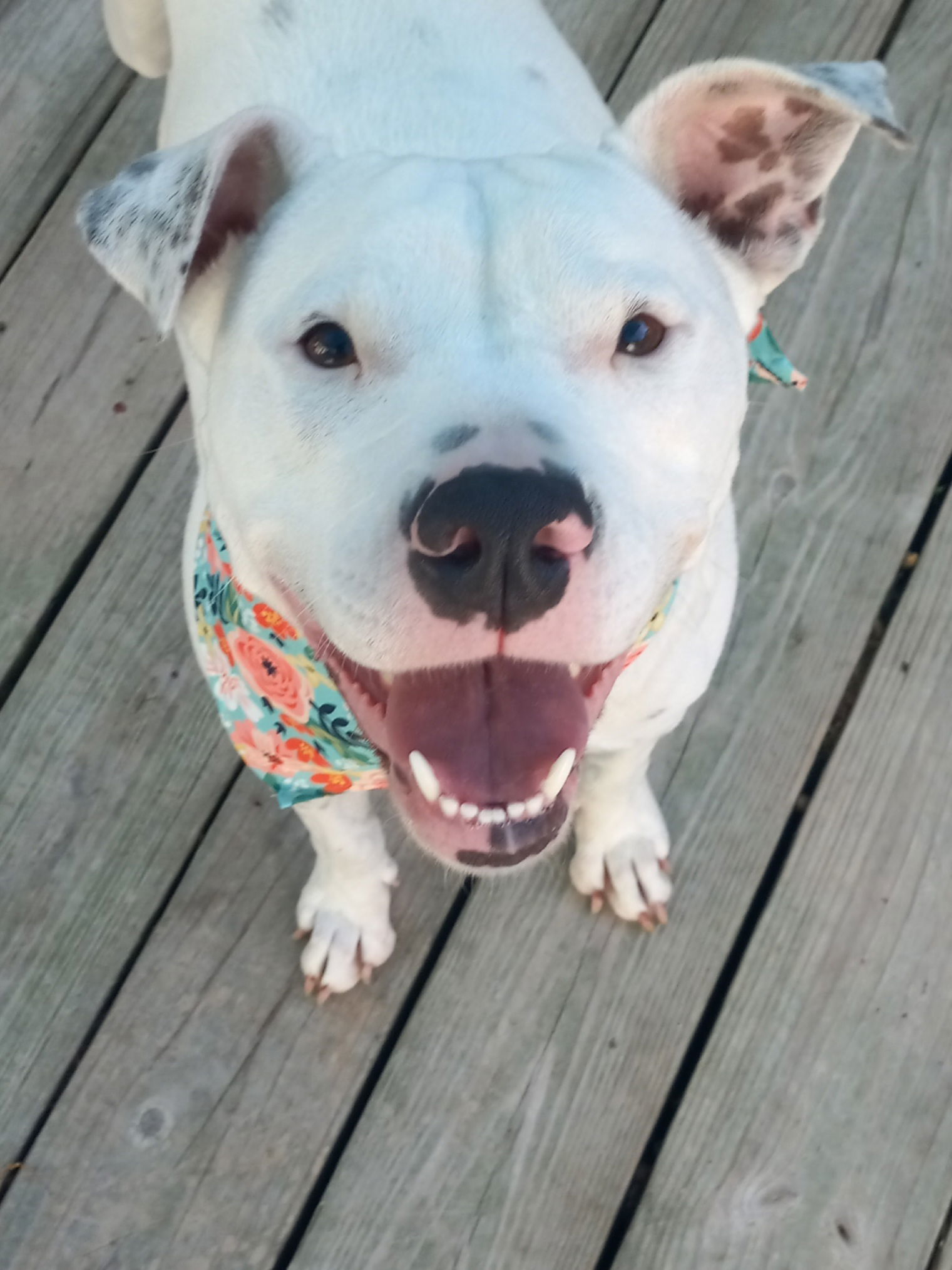 Sugar *Adoption Pending*