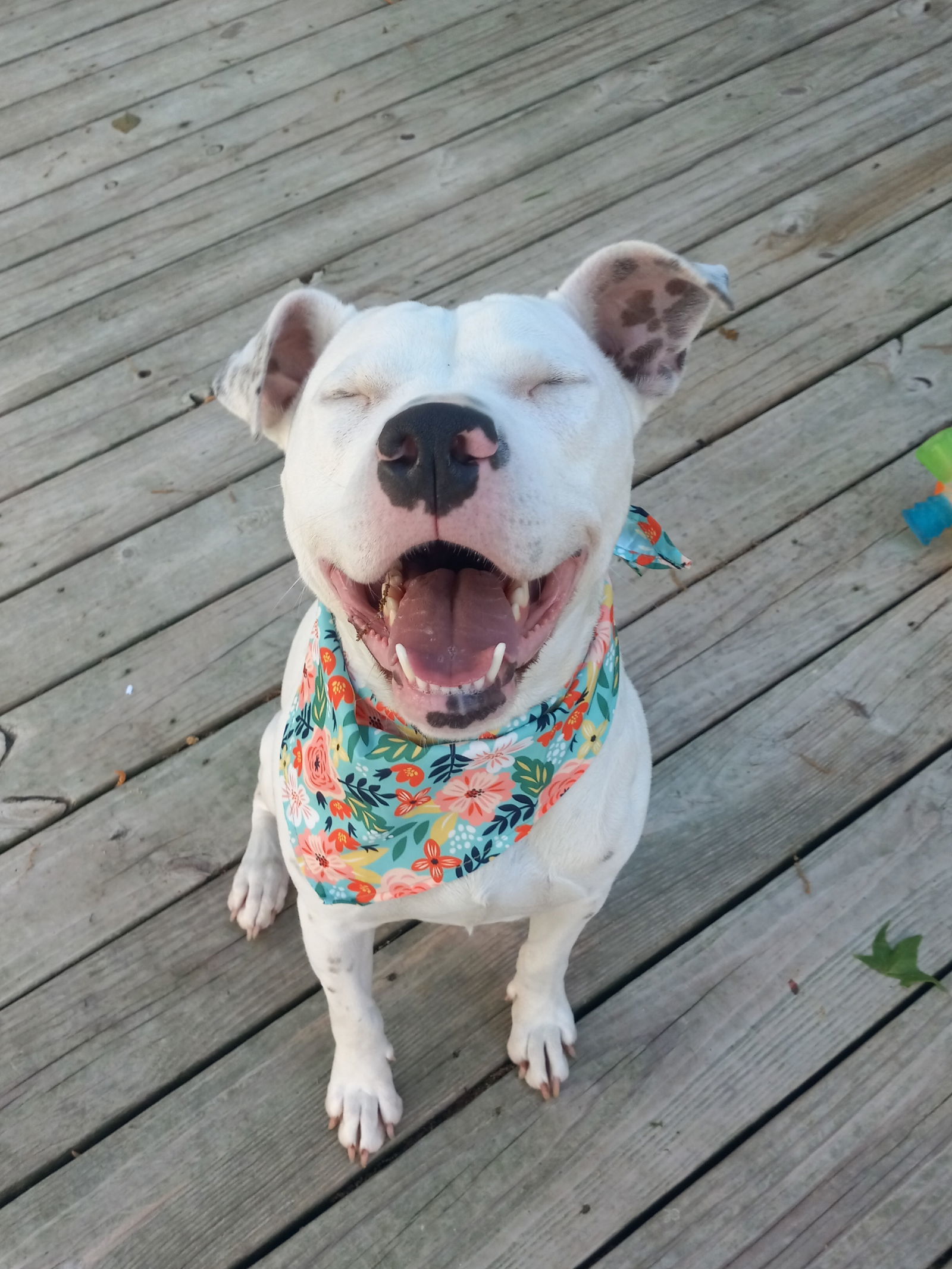 Sugar *Adoption Pending*