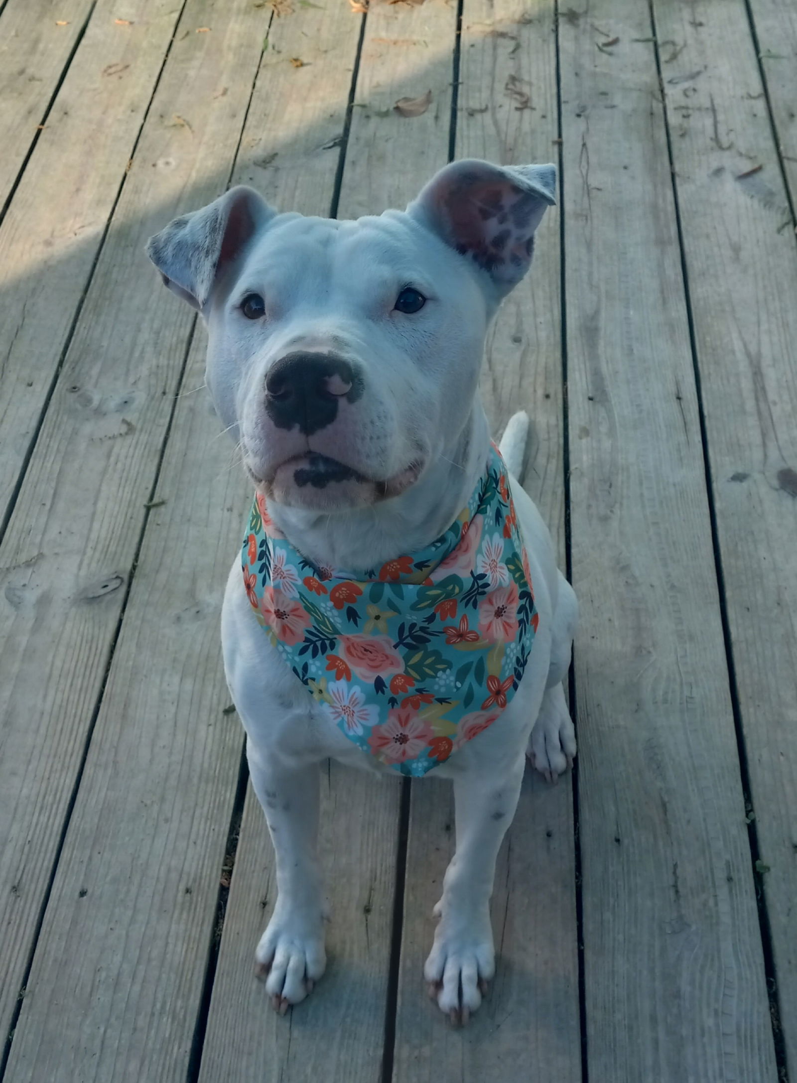 Sugar *Adoption Pending*