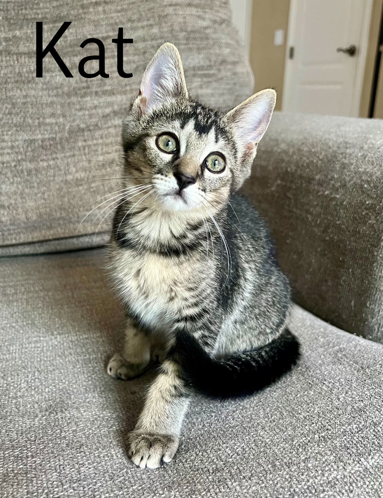 Kat