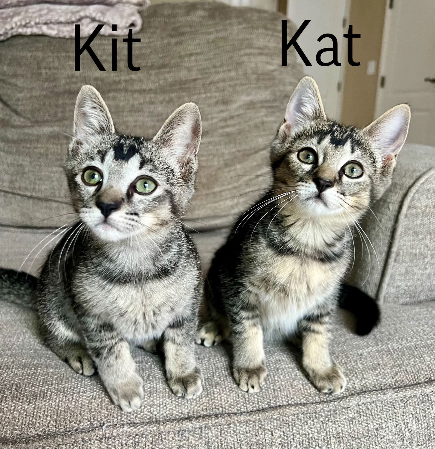 Kat