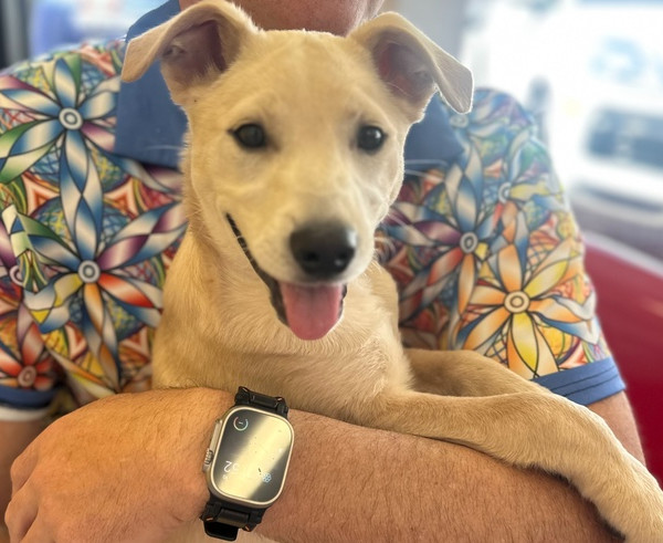 Labradorable #5832
