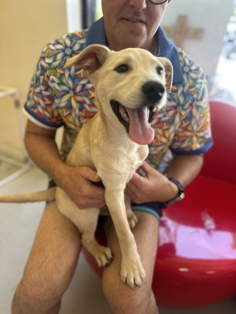 Labradorable #5832
