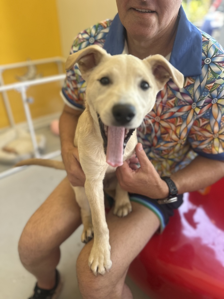 Labradorable #5832