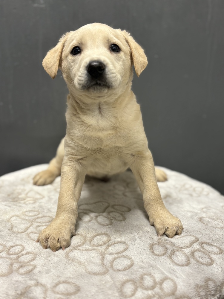 Labradorable #5832