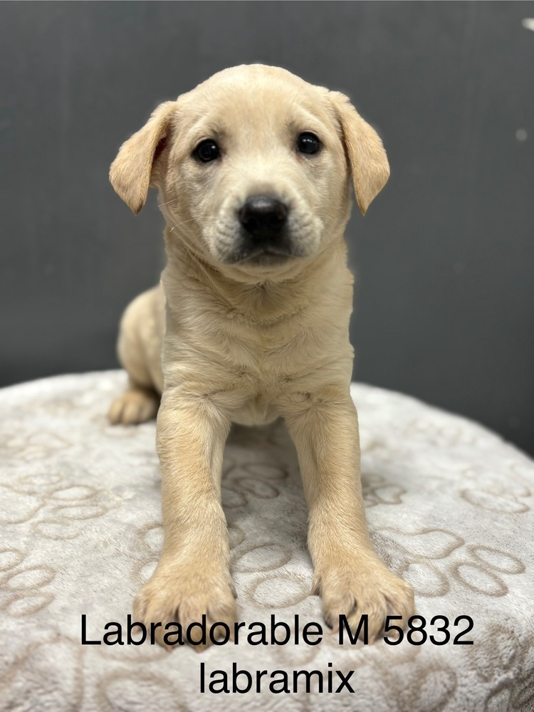 Labradorable #5832