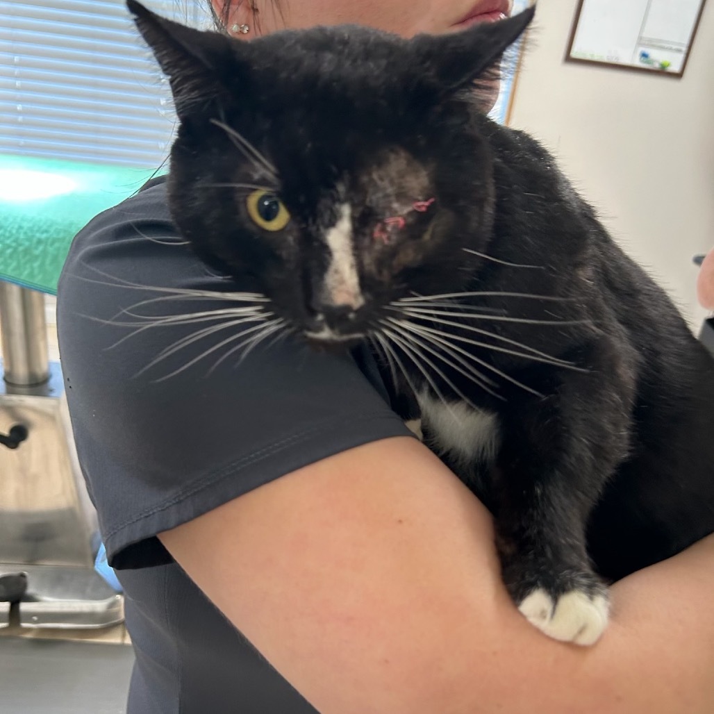 Oreo (limited vision), an adoptable Domestic Short Hair in Parrish, AL, 35580 | Photo Image 3