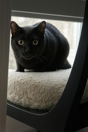 Galaxy, Baby Male Domestic Short Hair